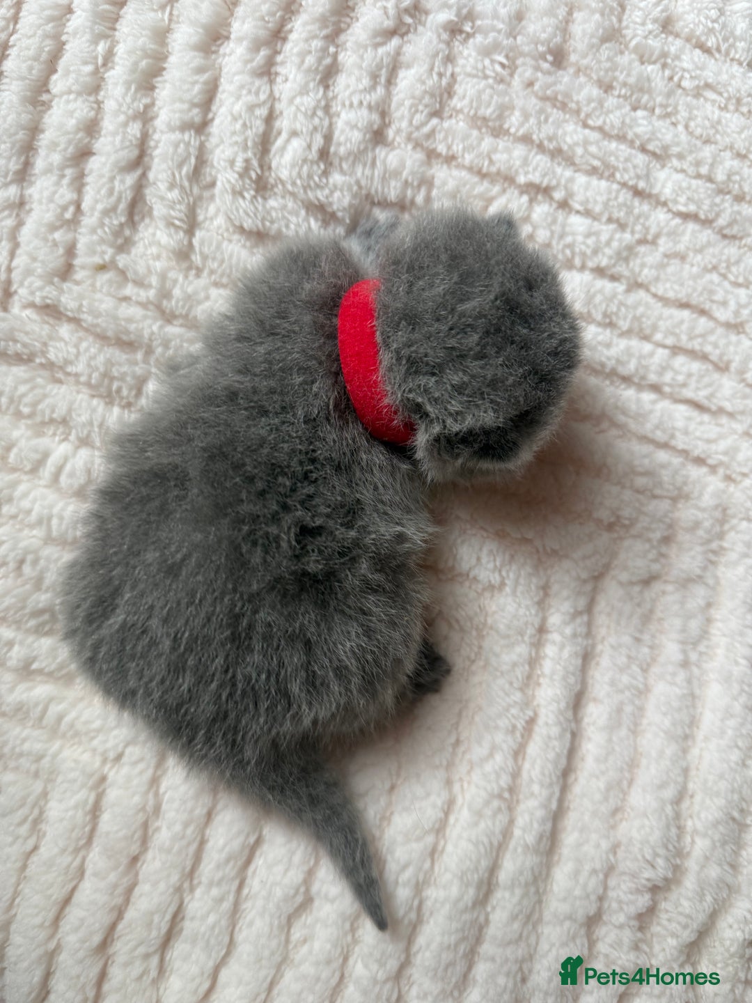 British Shorthair cats for sale: Outstanding kittens 😻 Champion line🥇🏆😻 - Image 22