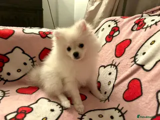 Pomeranian dogs Beautiful Triple Coat Male Pomeranian Puppy - Advert 1