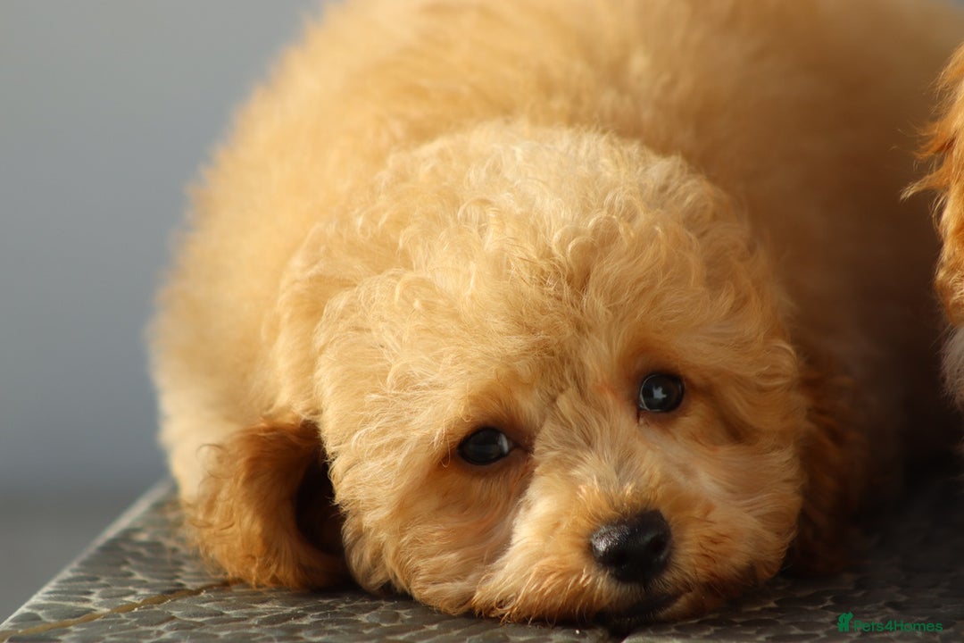 Cavapoo dogs for sale: F1 Cavapoo puppies for sale FULLY VACCINATED - Advert 33