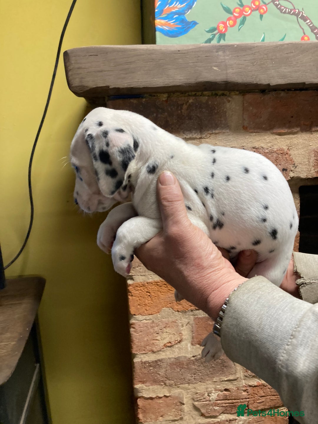 Dalmatian dogs for sale: Dalmation puppies  - Advert 10