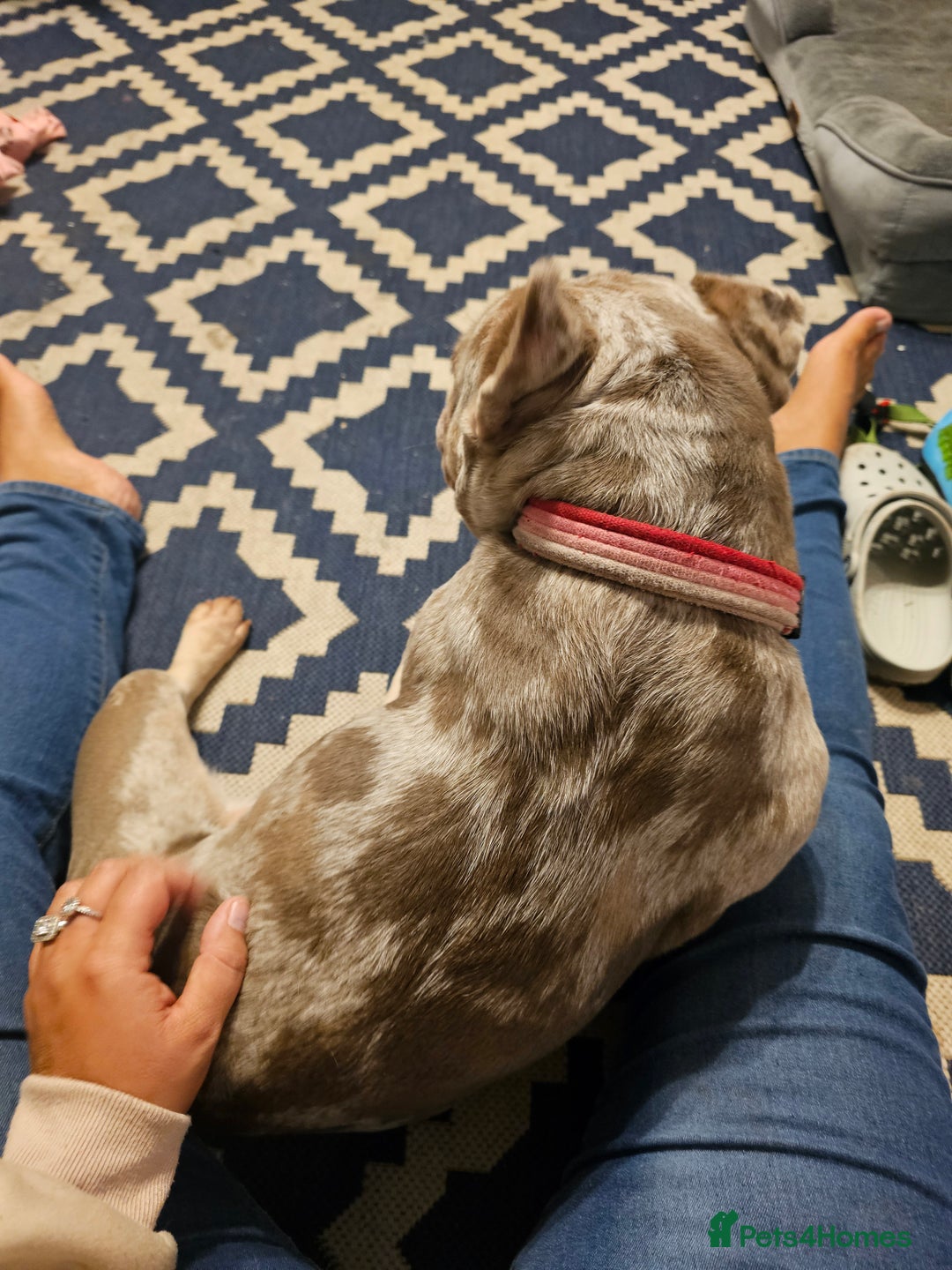 French Bulldog dogs for sale: Female 2 1/2 Yr old French bulldog - Advert 8