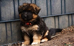 German Shepherd dogs for sale: 💥Champion🩸line KC Reg GermanShepherd puppy’s GSD - Image 32