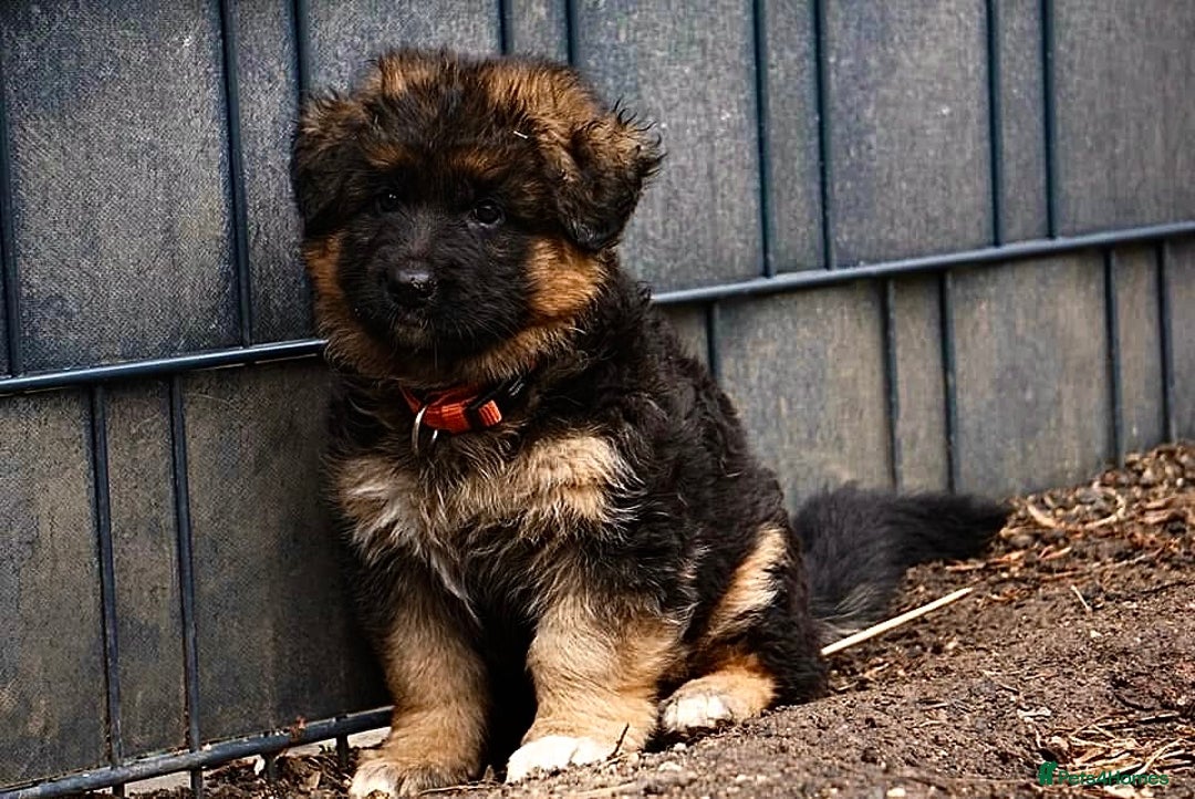 German Shepherd dogs for sale: 💥Champion🩸line KC Reg GermanShepherd puppy’s GSD - Image 32
