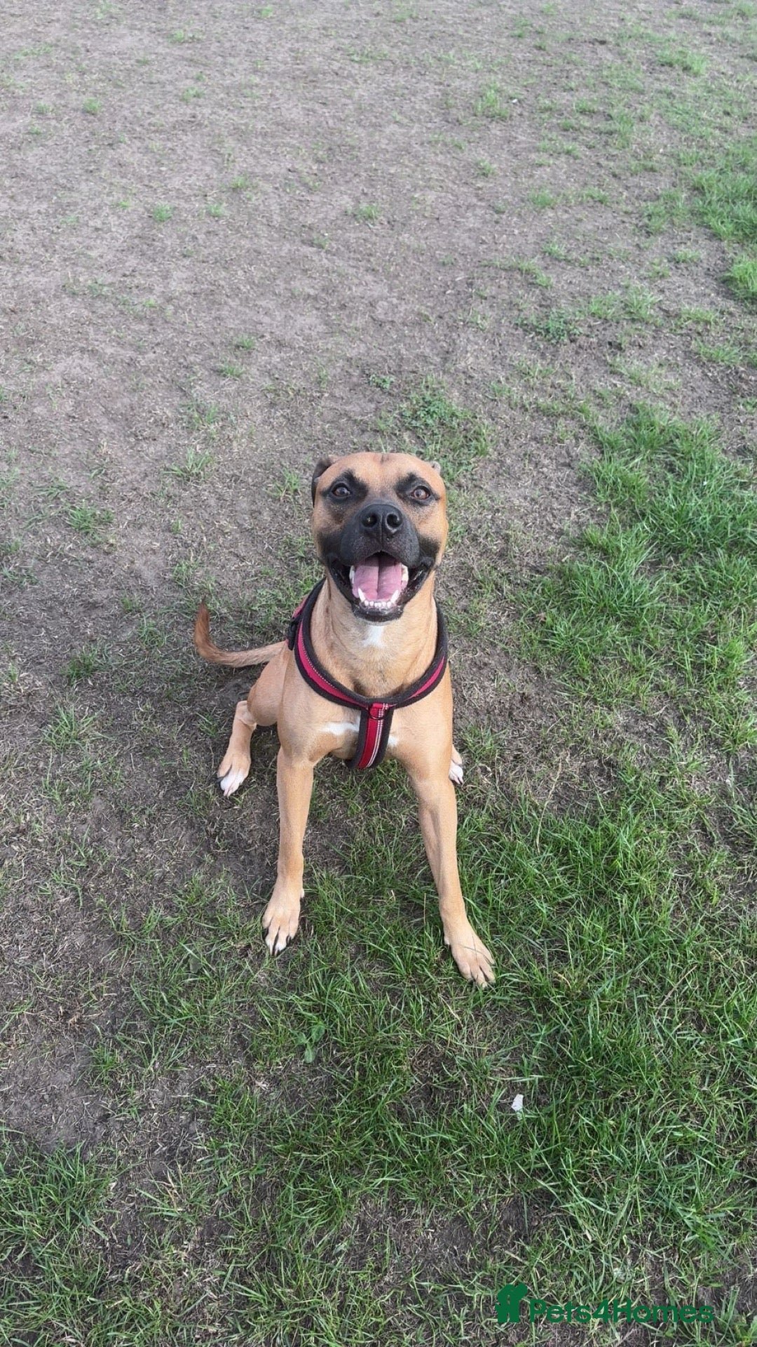 Staffordshire Bull Terrier dogs 🐾 Handsome Staffy Cross Stud Friendly Dog 🐾 - Advert 1