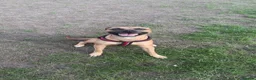 Staffordshire Bull Terrier dogs for stud: 🐾 Handsome Staffy Cross Stud Friendly Dog 🐾 - Advert 1