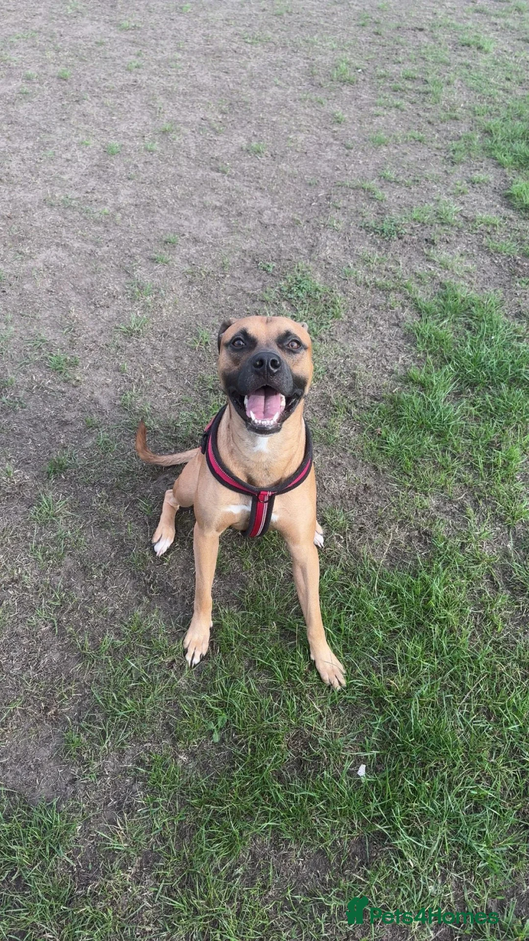 Staffordshire Bull Terrier dogs for stud: 🐾 Handsome Staffy Cross Stud Friendly Dog 🐾 - Advert 1