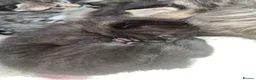 Domestic Shorthair cats for sale: ✨TWO BLACK KITTENS✨ - Advert 9