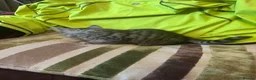 Mixed Breed cats for sale: Stunning kittens ready now (rare colours) - Advert 2