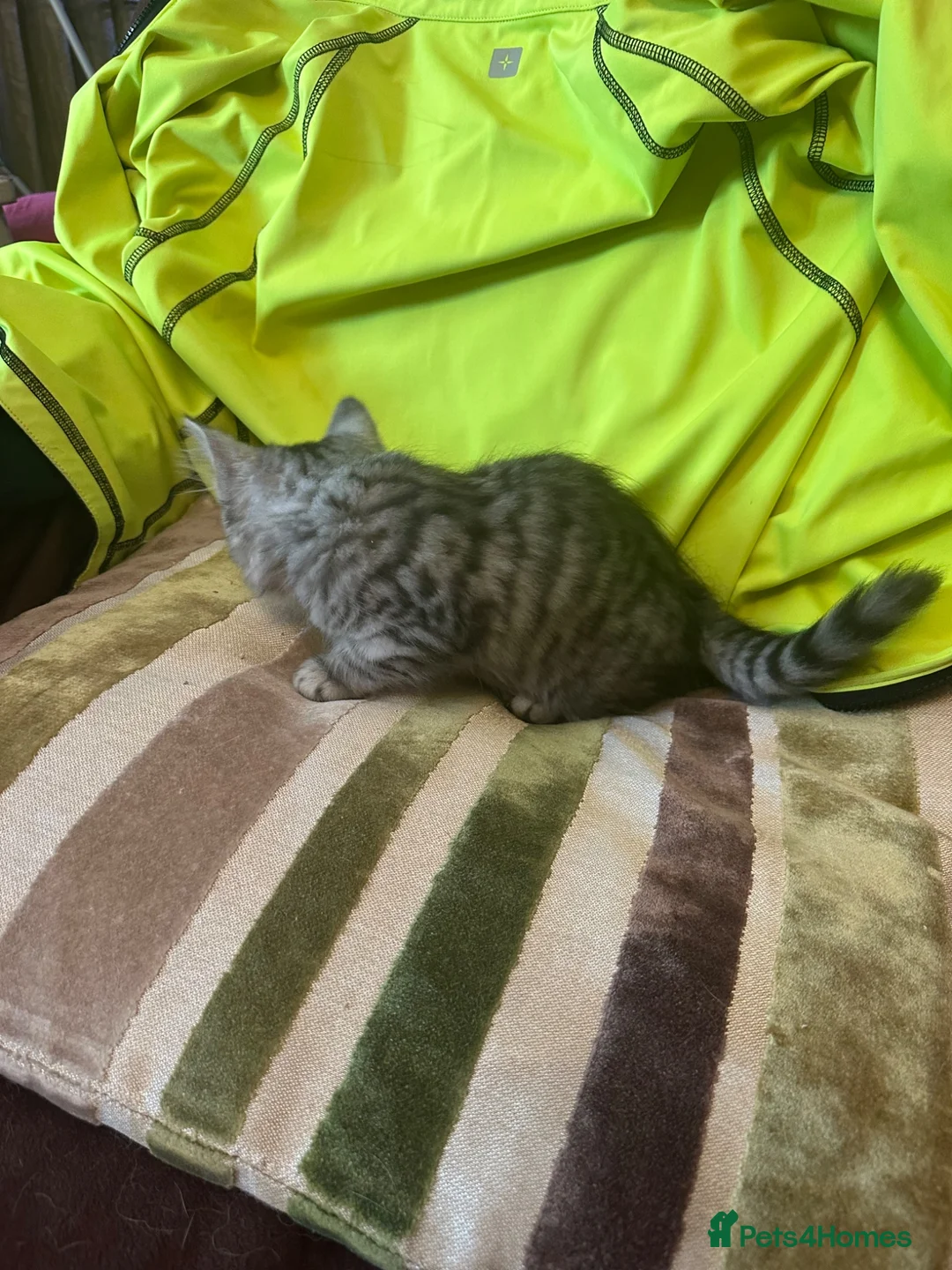 Mixed Breed cats for sale: Stunning kittens ready now (rare colours) - Advert 2
