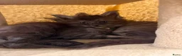 Maine Coon cats for sale: 2 Full Pedigree Maine Coon Kittens  - Advert 4