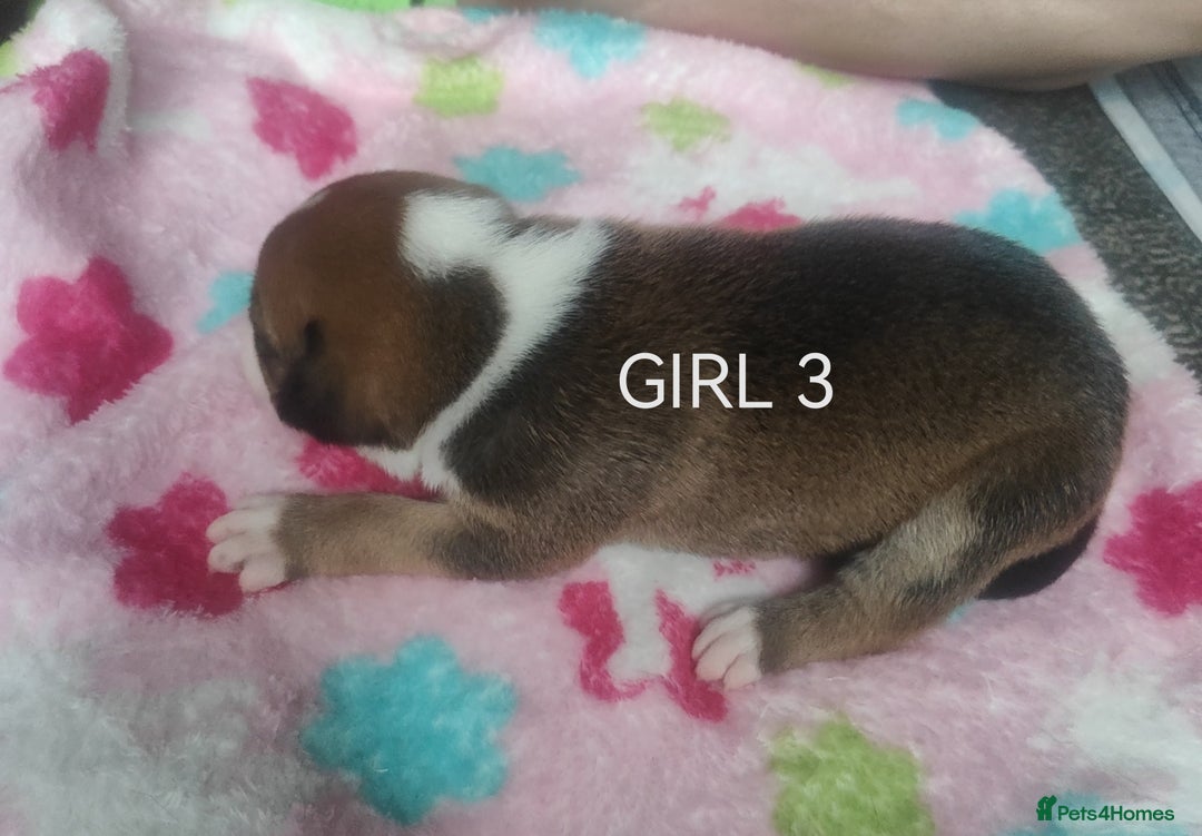 Mixed Breed dogs for sale: Lab x staff pups  - Image 12