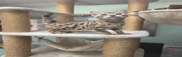 Bengal cats for sale: TICA REGISTERED BROWN ROSETTED BENGAL KITTENS  - Advert 33