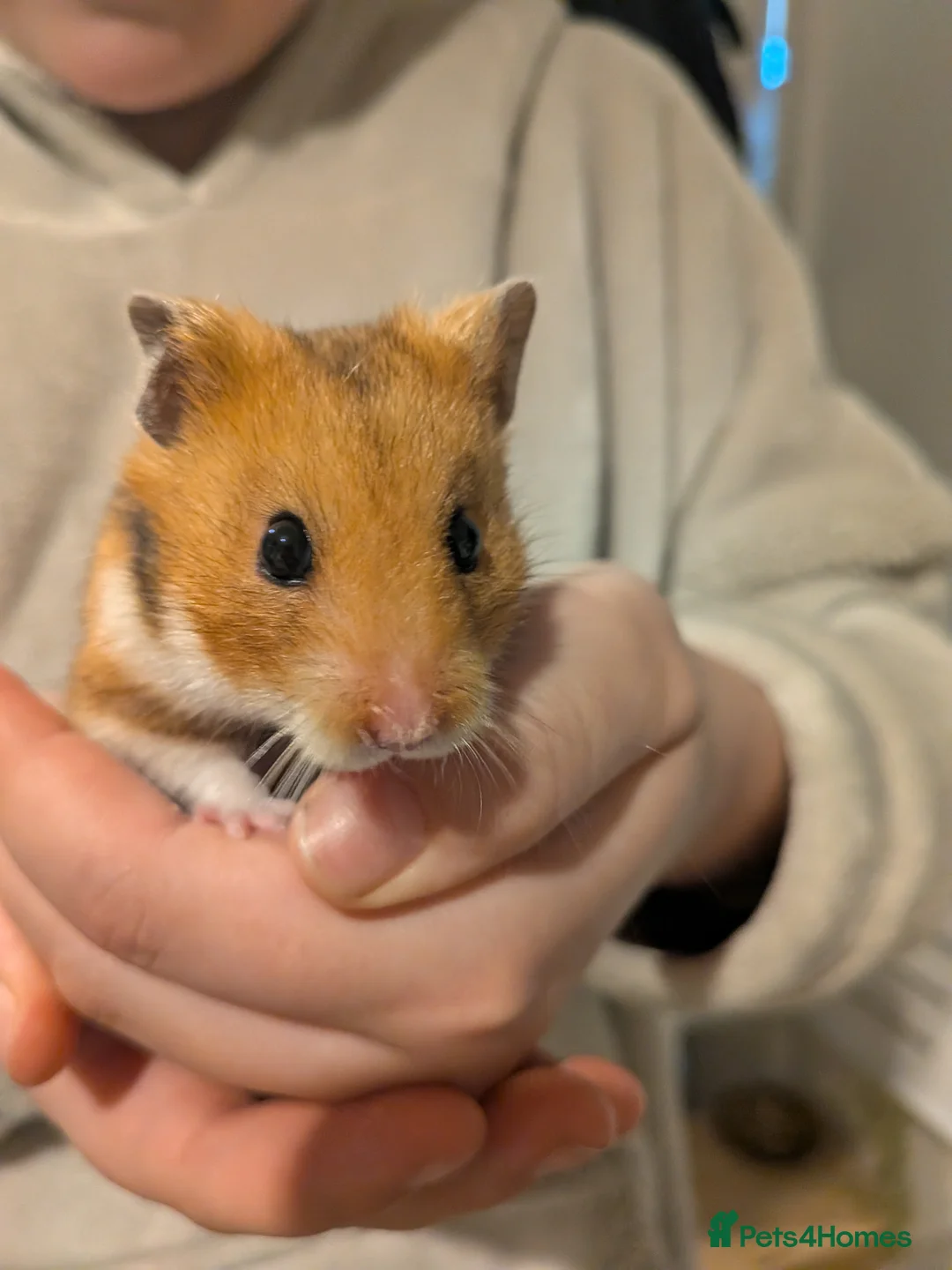 Hamster rodents for sale: Friendly Male Syrian hamster - Advert 2