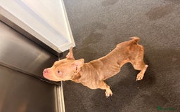 American Bulldog dogs for sale: Porcha - Image 4
