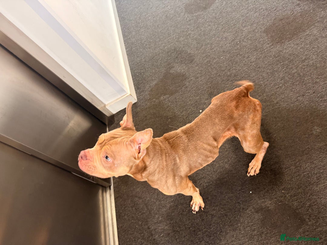 American Bulldog dogs for sale: Porcha - Image 4