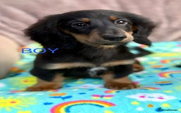 Dachshund dogs for sale: Dachshunds - Image 3