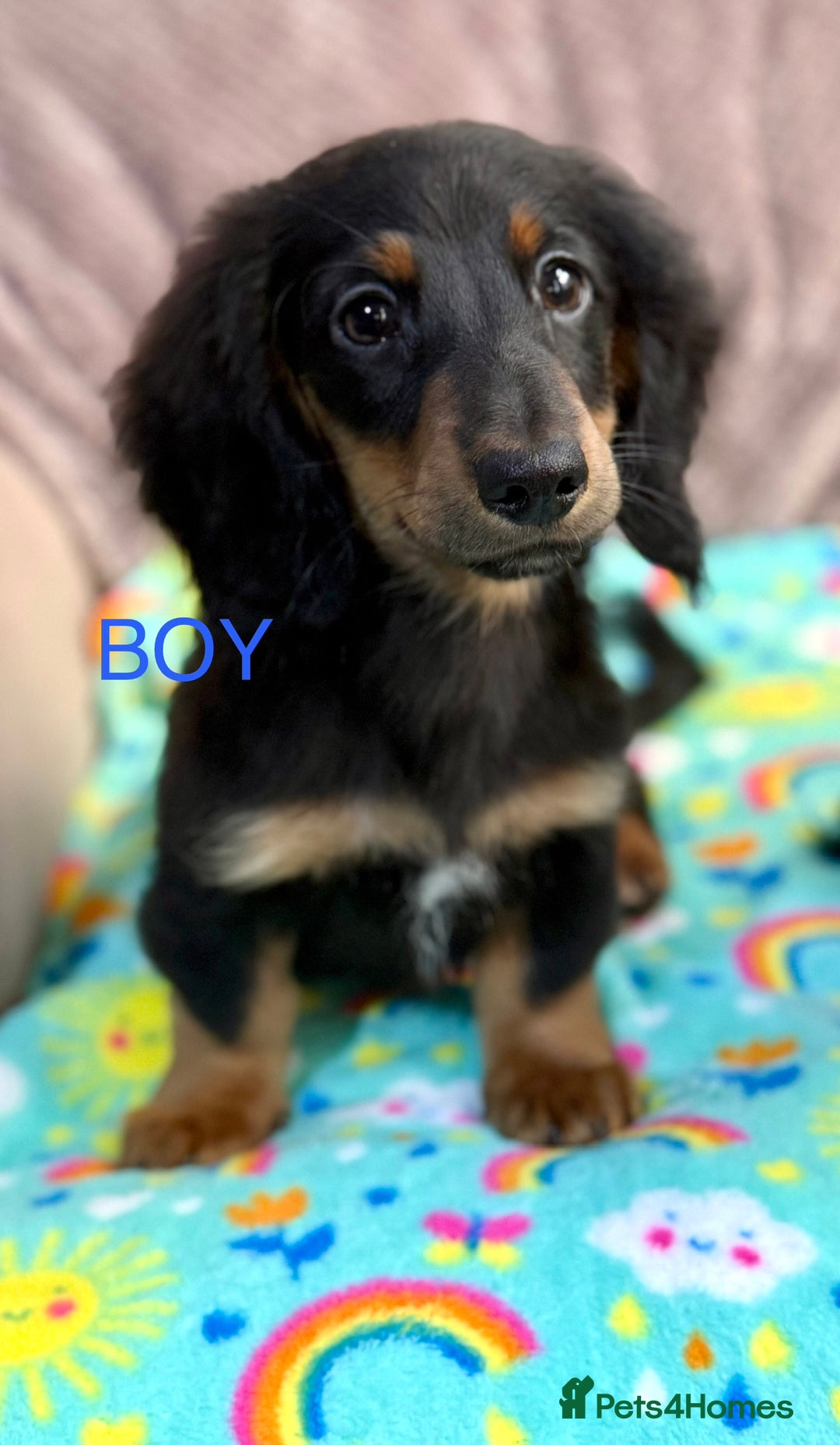 Dachshund dogs for sale: Dachshunds - Image 3