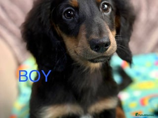 Dachshund dogs - Advert 9