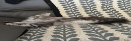 Maine Coon cats for sale: One beautiful full Maine Coon Girl - Advert 4