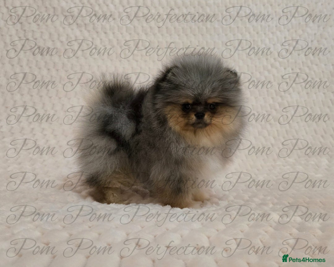 Pomeranian dogs for sale: Magical Teddy Bear Pomeranian Puppies  - Advert 8