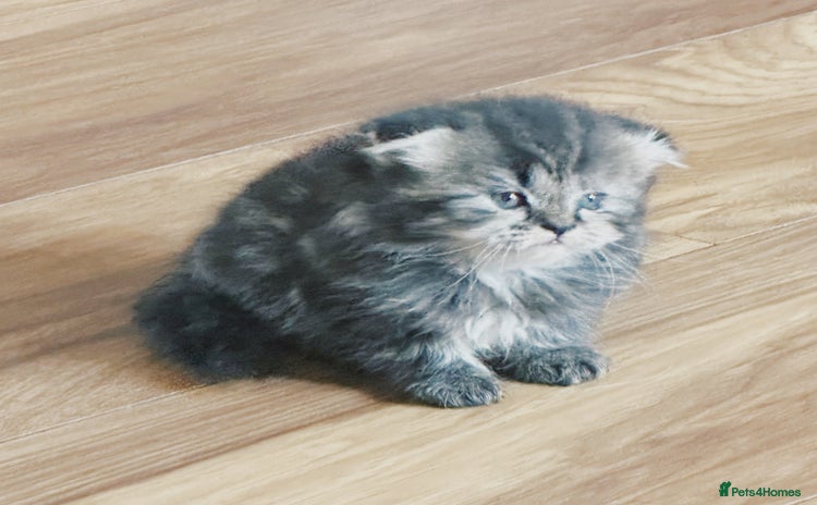 Scottish Fold cats - Advert 11