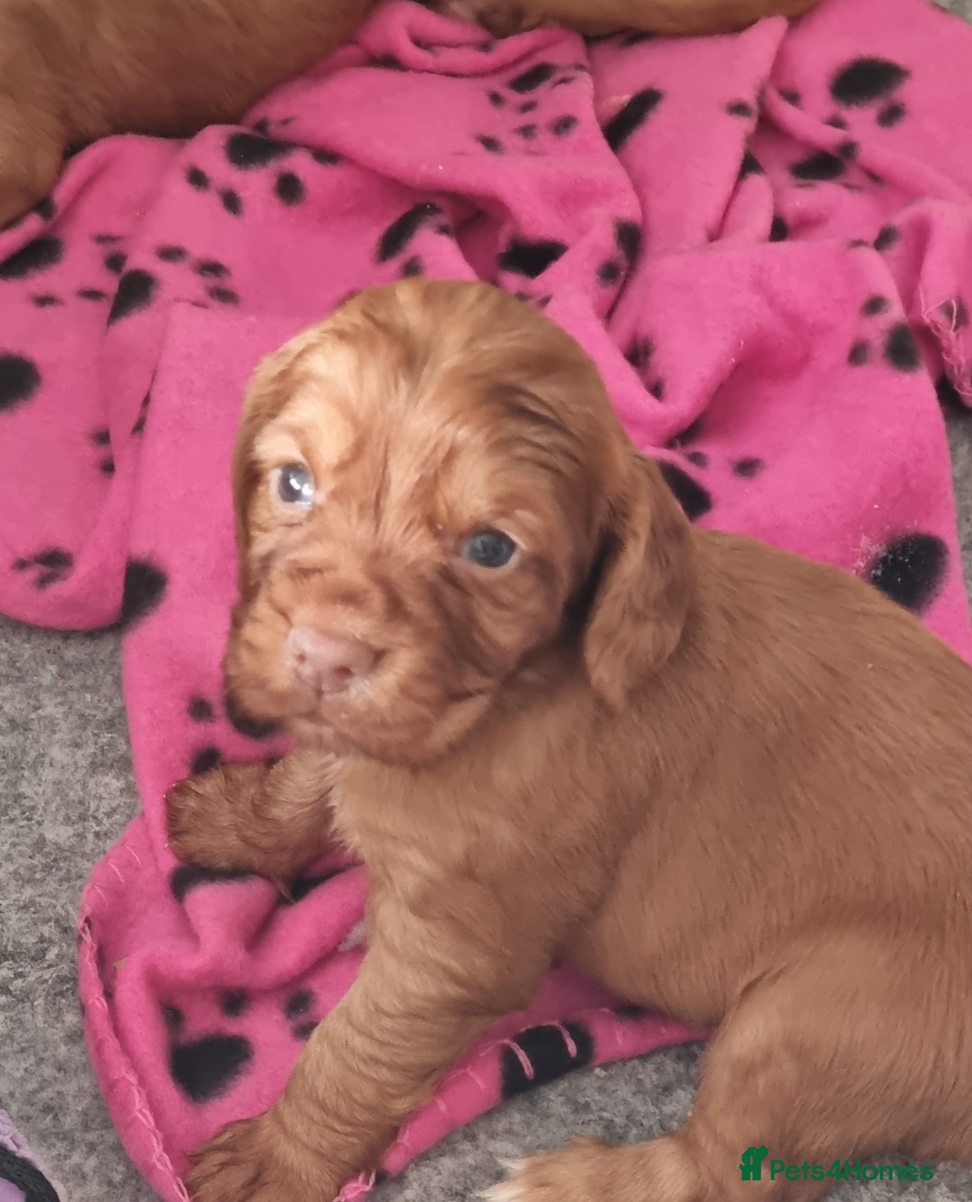 Cocker Spaniel dogs Adorable cocker spaniel puppies - Advert 2
