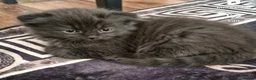 Scottish Fold cats for sale: Beautiful black British shorthair/ fold kittens  - Advert 7