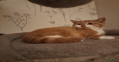 British Shorthair cats - Advert 3
