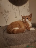 British Shorthair cats - Advert 3