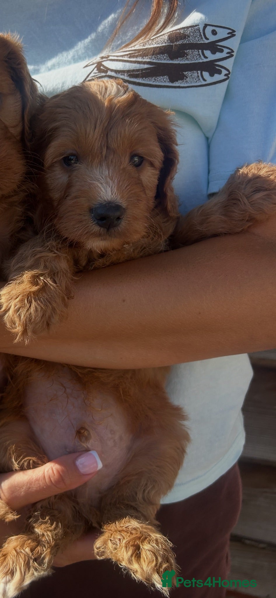 Cockapoo dogs Beautiful Cockerpoo puppies 1male&1female  - Advert 2