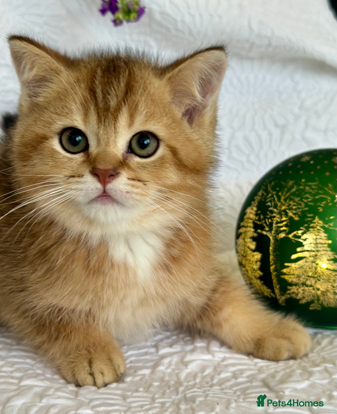 Scottish Fold cats for sale: 🌟Beautiful Scotish Fold/Straight Baby’s 🌟 - Advert 6