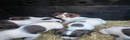 English Springer Spaniel dogs for sale: English springer spaniel puppies - Advert 7