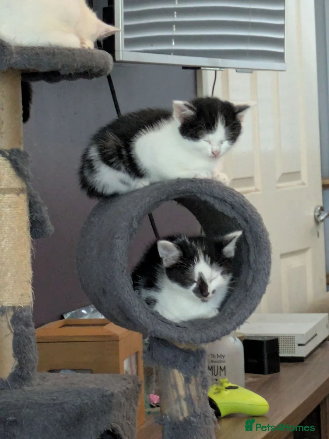 Mixed Breed cats for sale: Beautiful female kitten, ready now in Lampeter - Advert 2