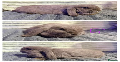 Mini Lop rabbits - Advert 2