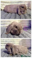 Mini Lop rabbits - Advert 1