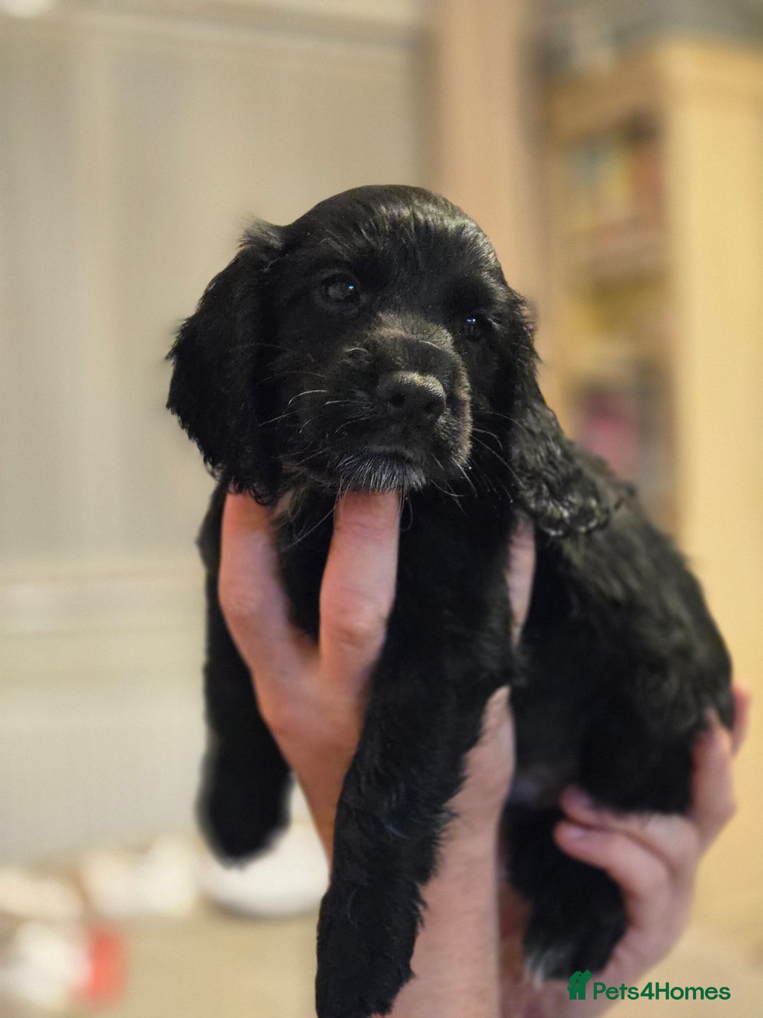 Cocker Spaniel dogs for sale: Last Cocker Boy ready to leave now - Image 1