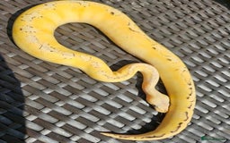 Python Snake reptiles for sale: Royal pythons for sale  - Image 4