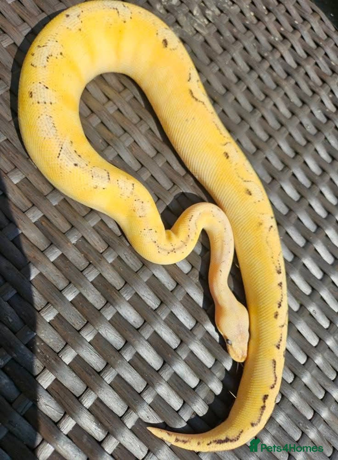 Python Snake reptiles for sale: Royal pythons for sale  - Image 4