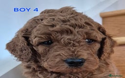 Mini Goldendoodle dogs for sale: F1b Red Miniature Goldendoodles tested parents - Image 25