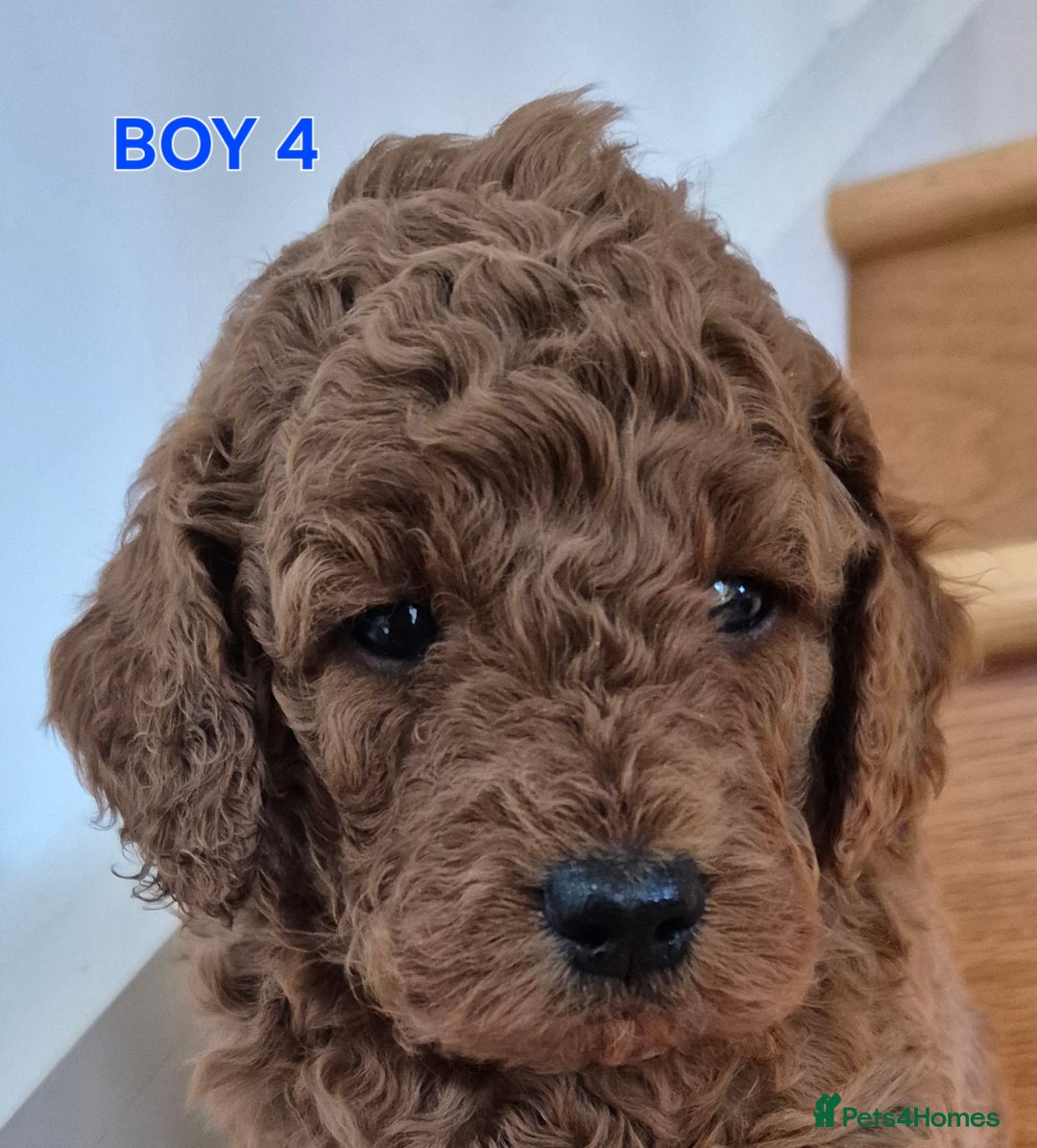Mini Goldendoodle dogs for sale: F1b Red Miniature Goldendoodles tested parents - Image 25