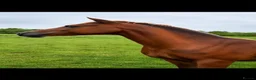 Welsh Section B horses for sale: Welsh section B filly  - Advert 3