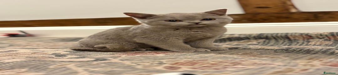 British Shorthair Kitten 1