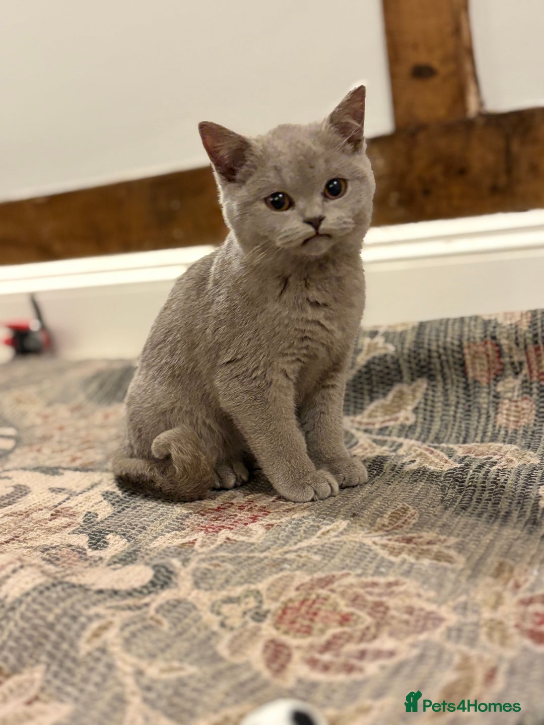 British Shorthair cats for sale: Beautiful British shorthair kittens  - Advert 16