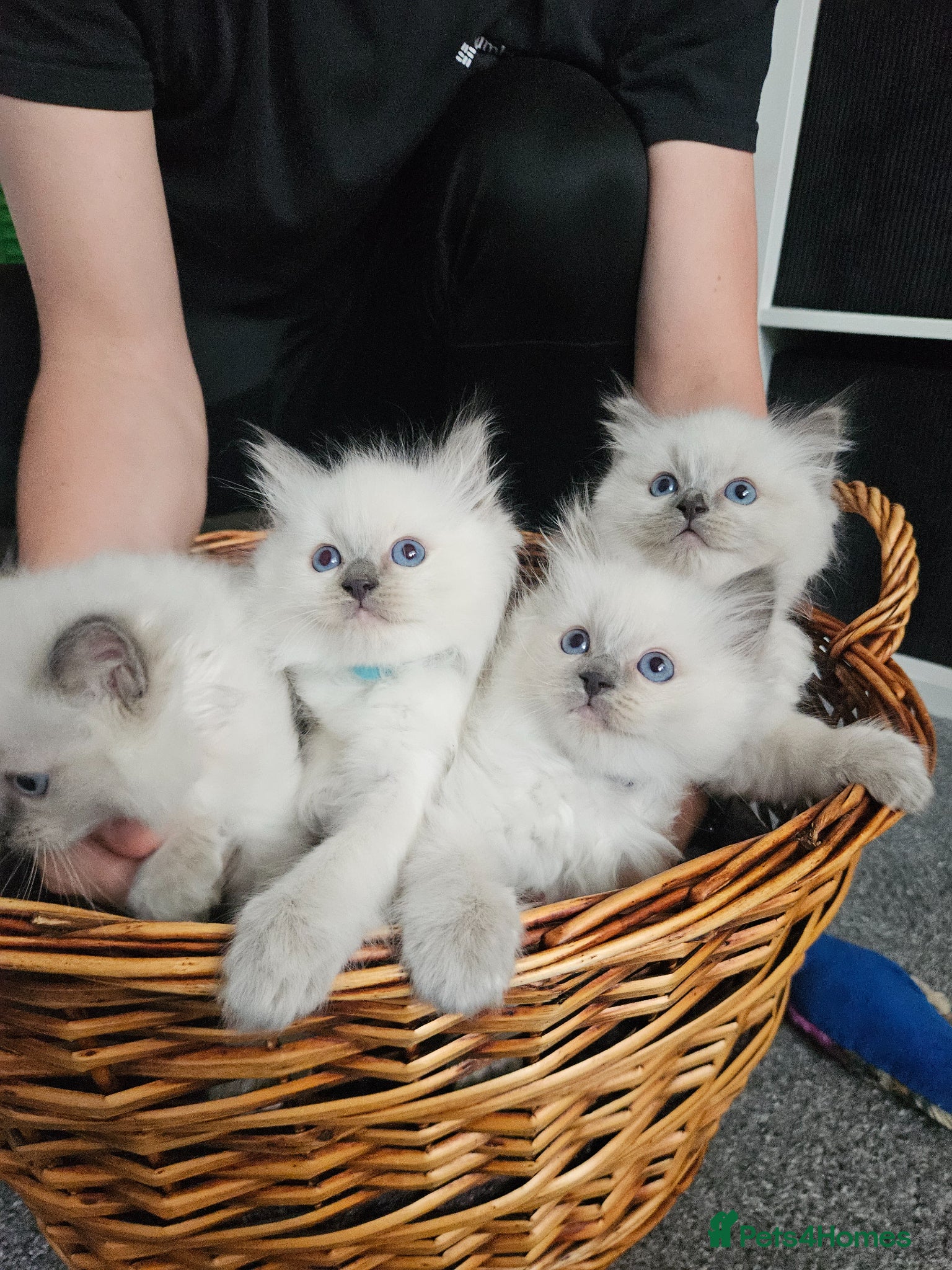 Ragdoll cats Ragdoll kittens looking new home 🏡 - Advert 4