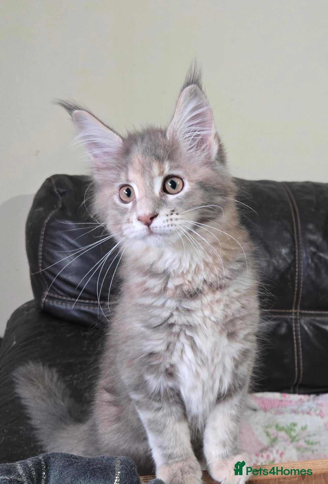 Maine Coon cats Stunning TICA registered girls - Advert 1