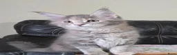 Maine Coon cats for sale: Stunning TICA registered girls - Advert 1