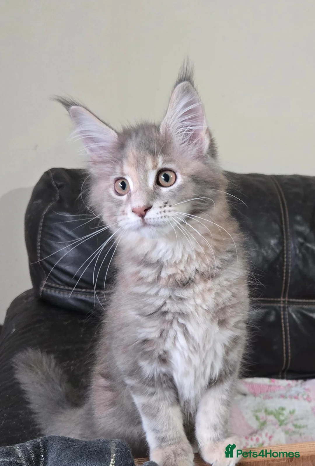 Maine Coon cats for sale: Stunning TICA registered girls - Advert 1