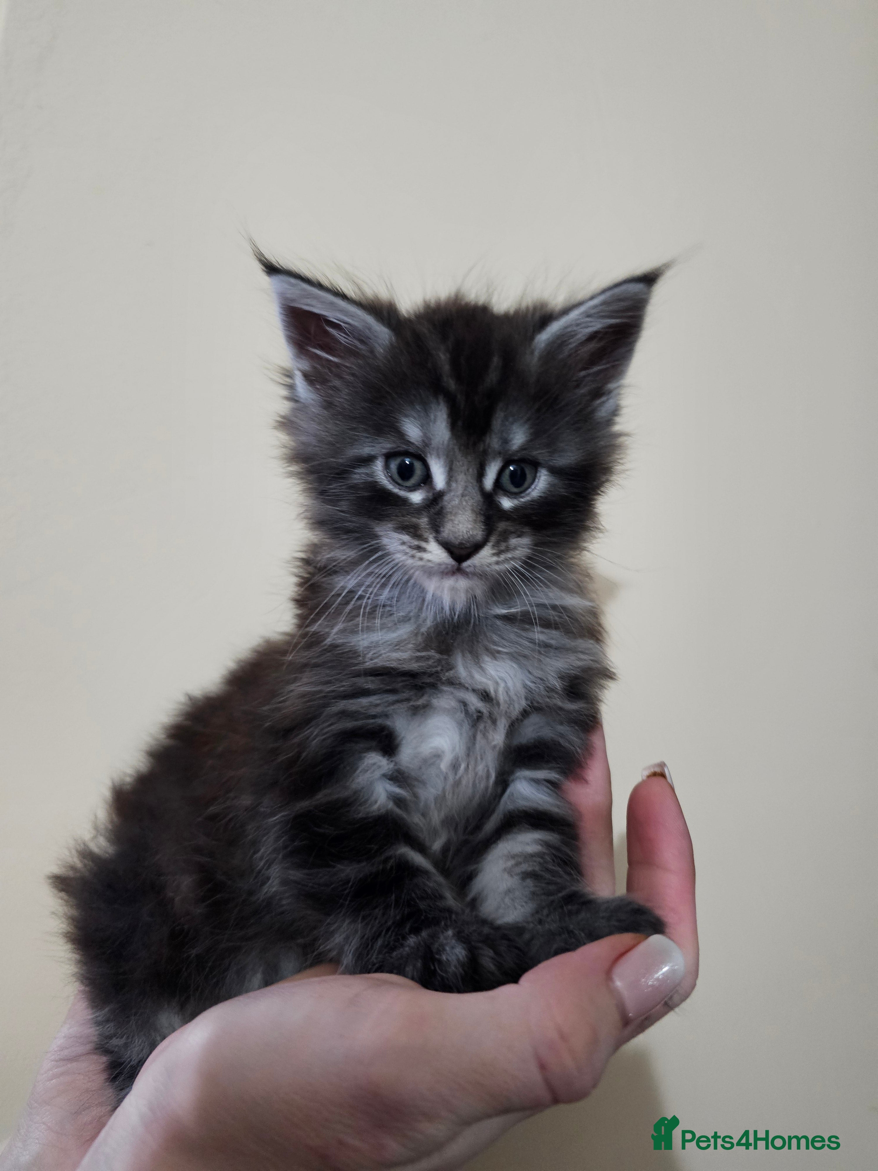 Maine Coon cats Majestik maine coon kittens  - Advert 9