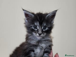 Maine Coon cats Majestik maine coon kittens - Advert 9