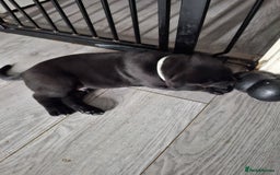 Cane Corso dogs for sale: Chunky cane corso puppies - Image 11
